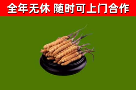新建区回收冬虫夏草