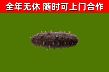 新建区回收海参干
